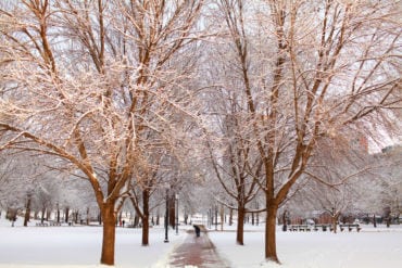 Path through Boston Common with snowy trees